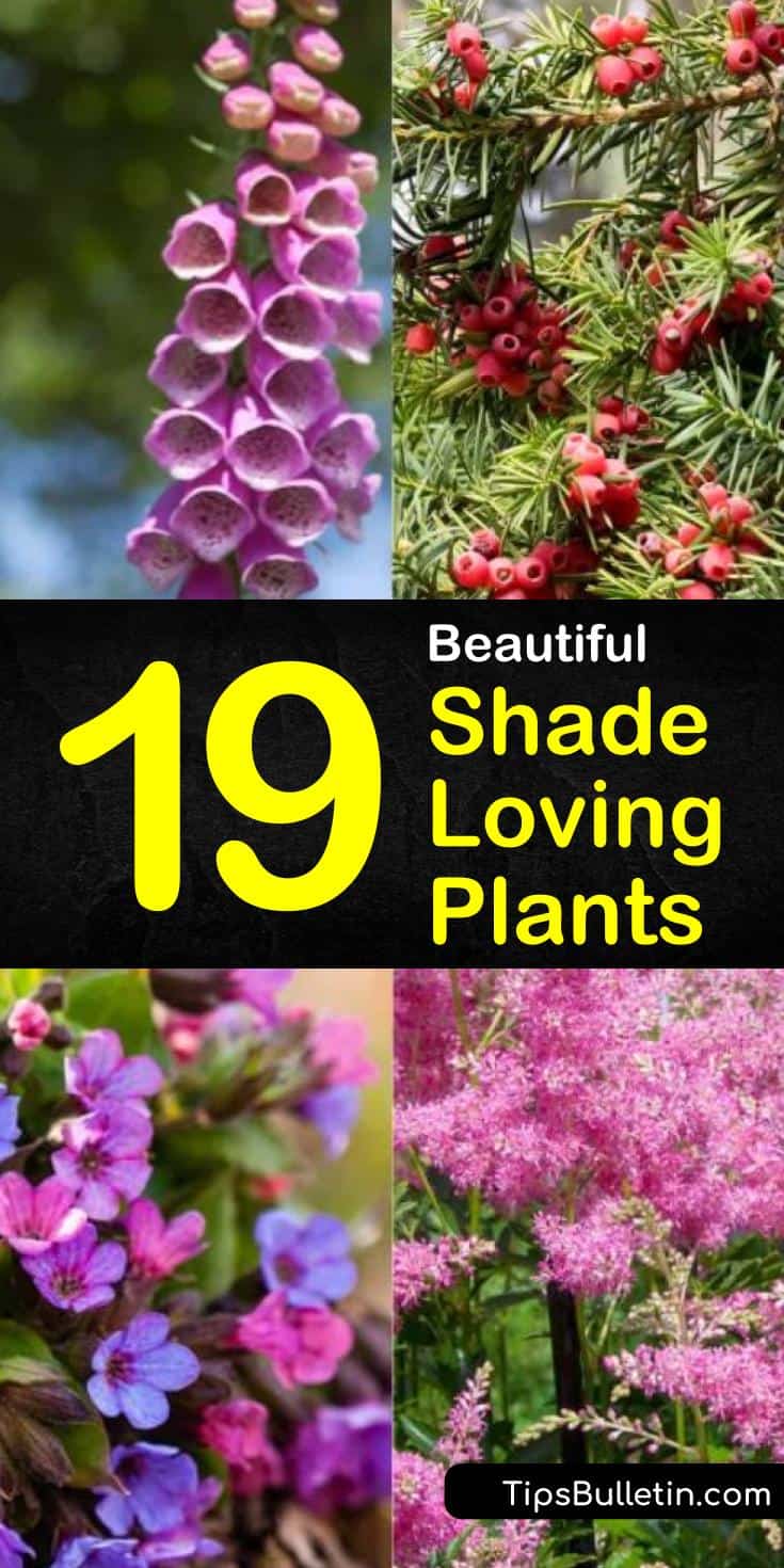 Learn all about the different kinds of shade loving plants. With so many beautiful options, you will be able to utilize every inch of your garden and landscaping space to create a breathtakingly beautiful garden. #shadeplants #gardening #landscaping