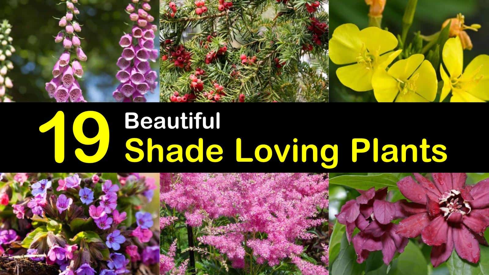 20 Beautiful Shade Loving Plants