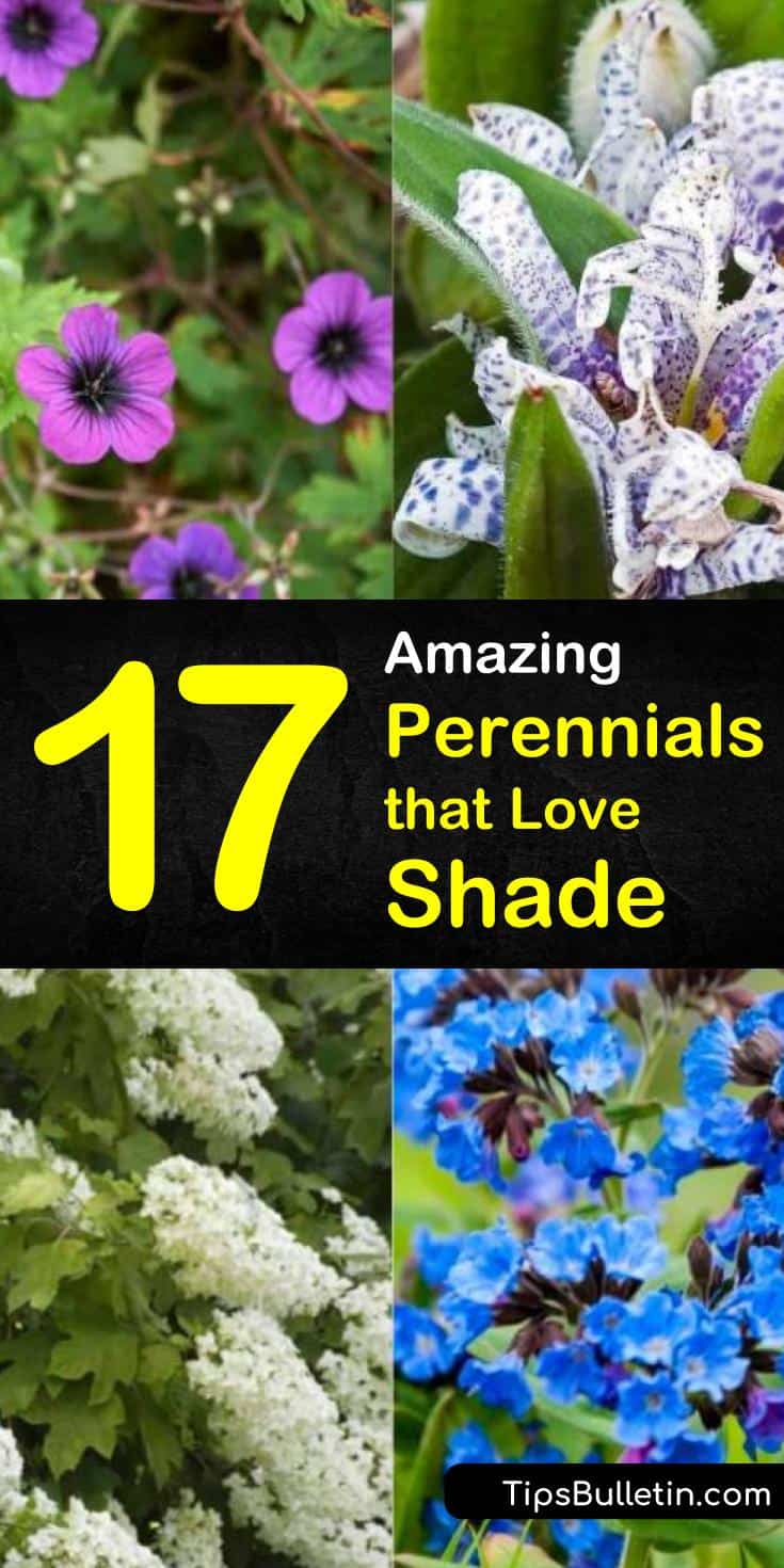 Discover the best shade perennials that you can plant in your garden. Many of these hardy plants sport flowers that bloom all summer, making for a beautiful addition to your landscaping. Find out which works best for you! #shadeperennials #flowers #shade #perennials