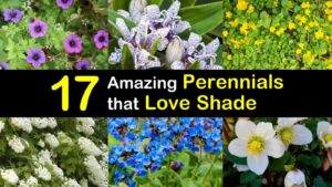 shade perennials titleimg1