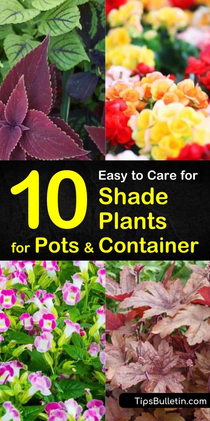 Build a beautiful patio or planters without the sun! Our guide to shade plants for pots gives you spring garden ideas for perennials and other plants in your front yards, window boxes, and porches. Don’t let low lights stop your garden! #gardening #shadeplants #pots #plants