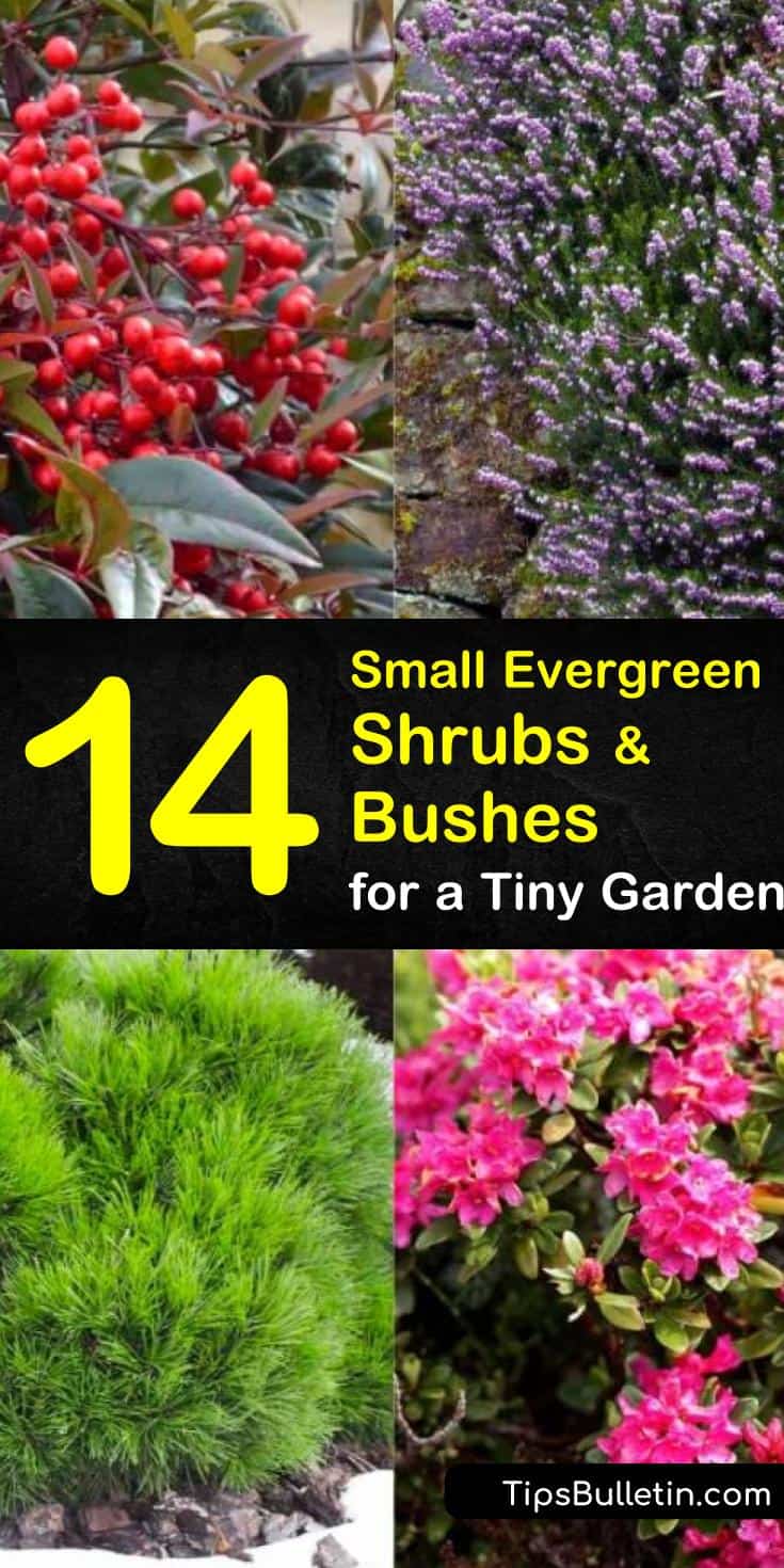 Discover the best small evergreen shrubs to plant in your garden and front yard. Whether you want to put in hedges, need shrubs for foundation planting, or simply need landscaping ideas, this list will help! #evergreenshrubs #shrubs #bush #gardening