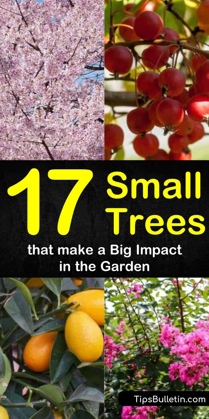 Discover the best small trees for backyard displays and for front yard arrangements. Give your back yards and front porches curb appeal with drought tolerant trees for flower beds, in pots, for privacy, and for garden greatness! #small #trees #gardening #landscaping