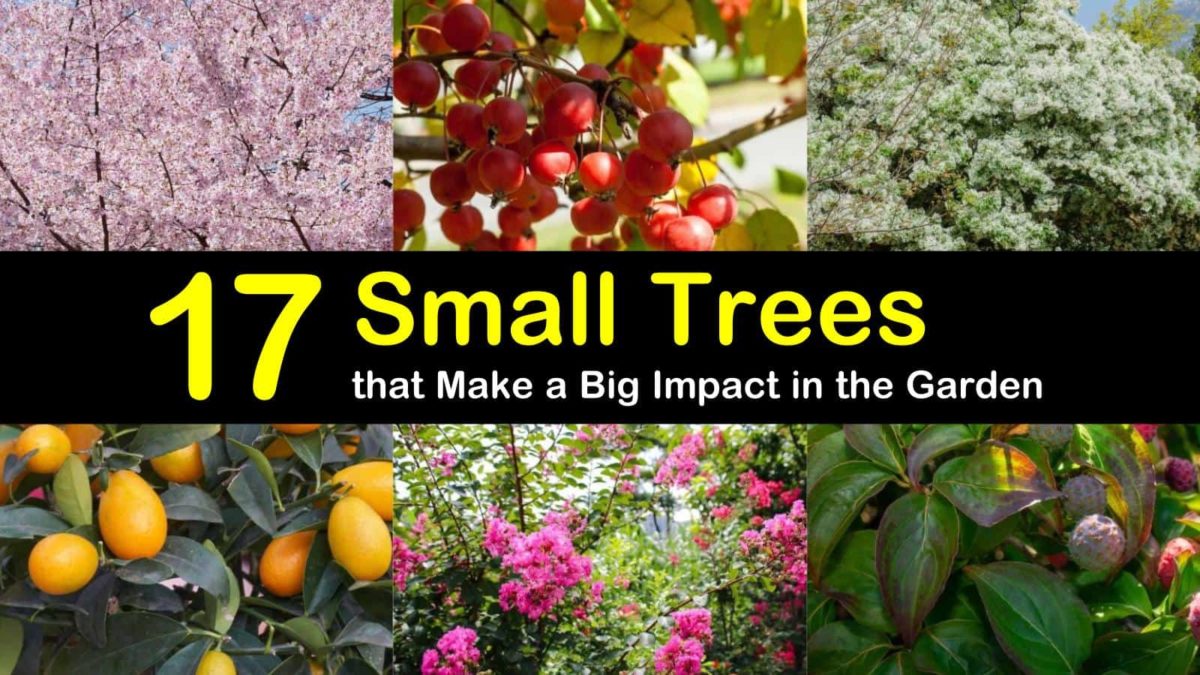 17 Small Trees that Make a Big Impact in the Garden