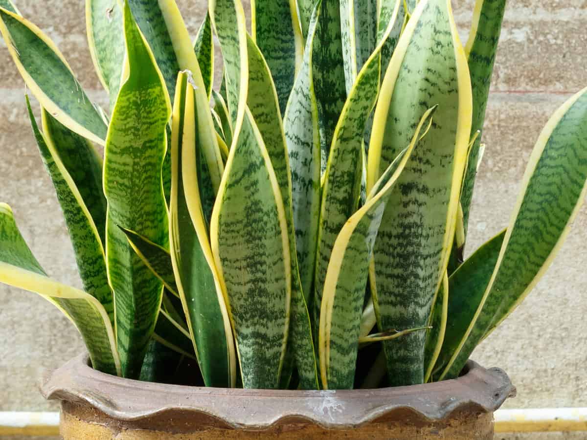 snake plant is also known as mother-in-law's tongue