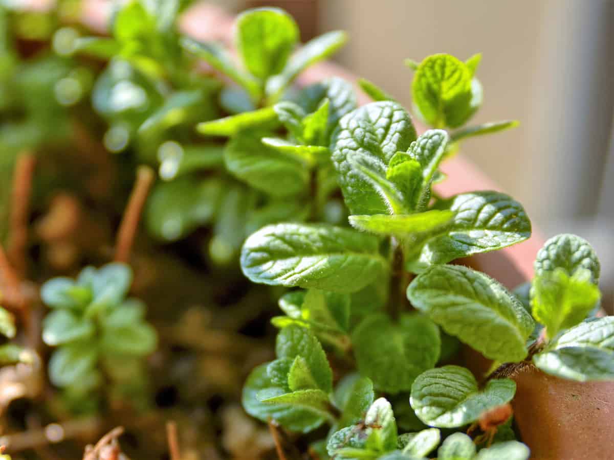 spearmint is a fragrant indoor plant perfect for the kitchen