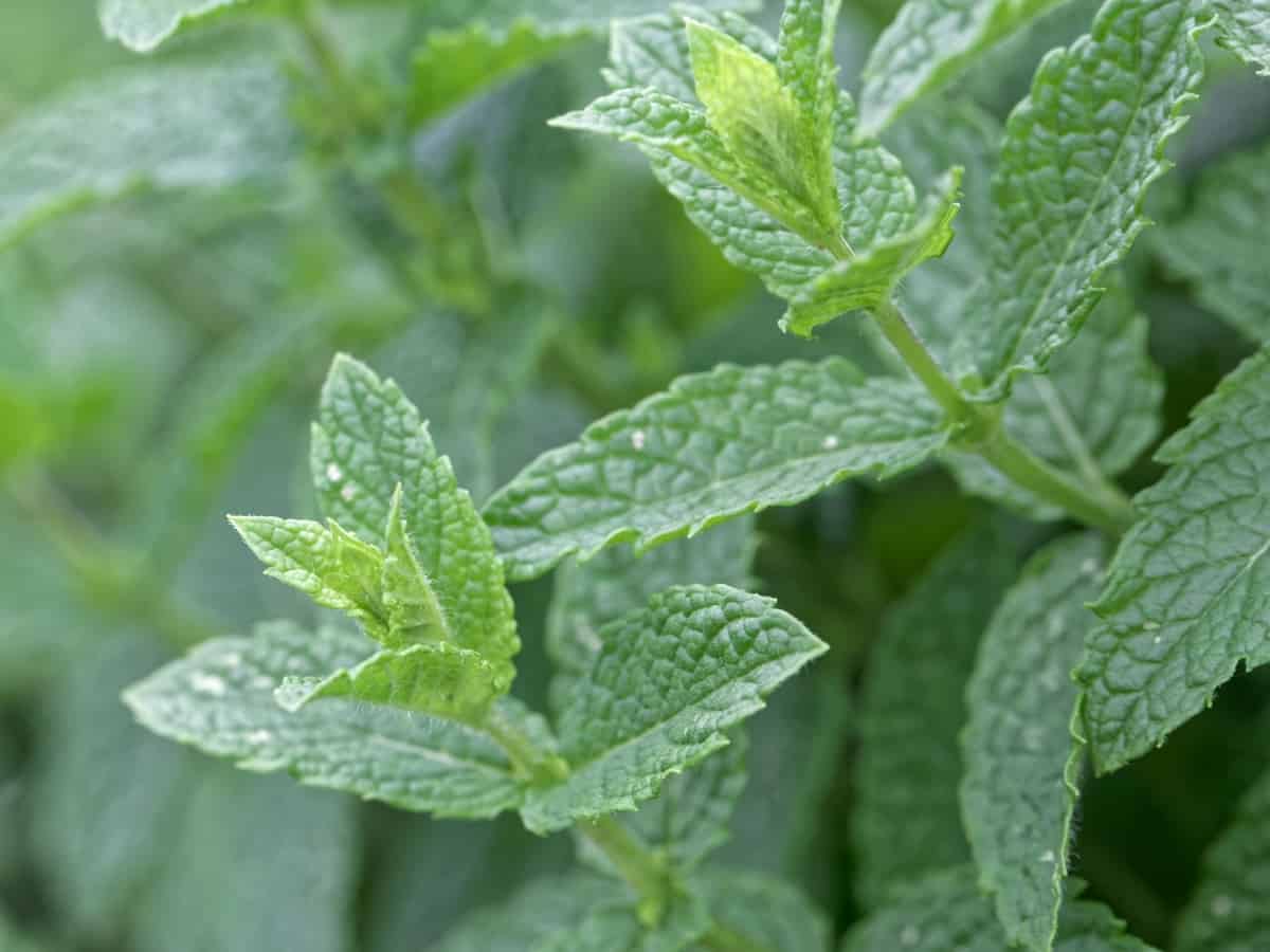 spearmint can be used for tea and medicinal purposes in an edible garden