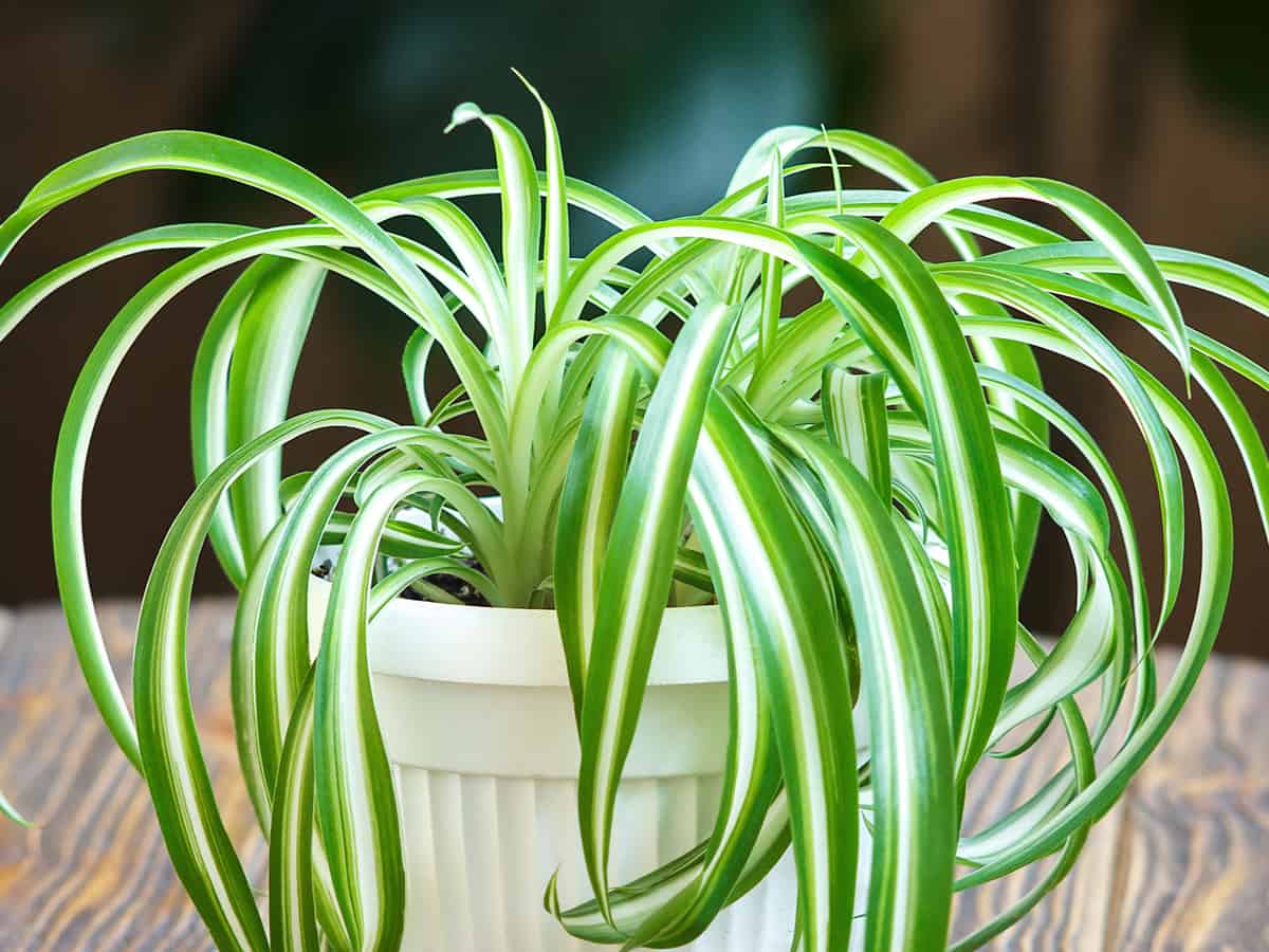 spider plants make great hanging baskets