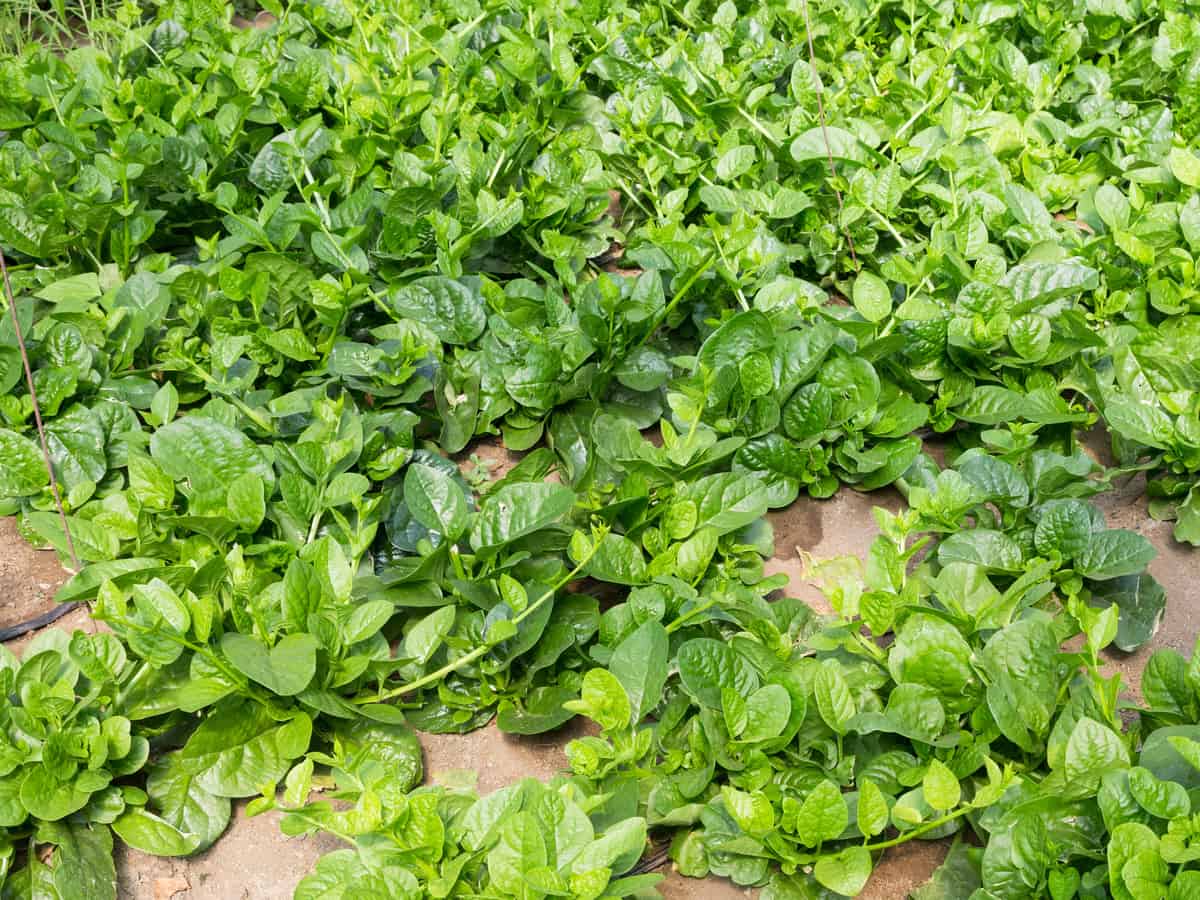 spinach doesn't mind shade