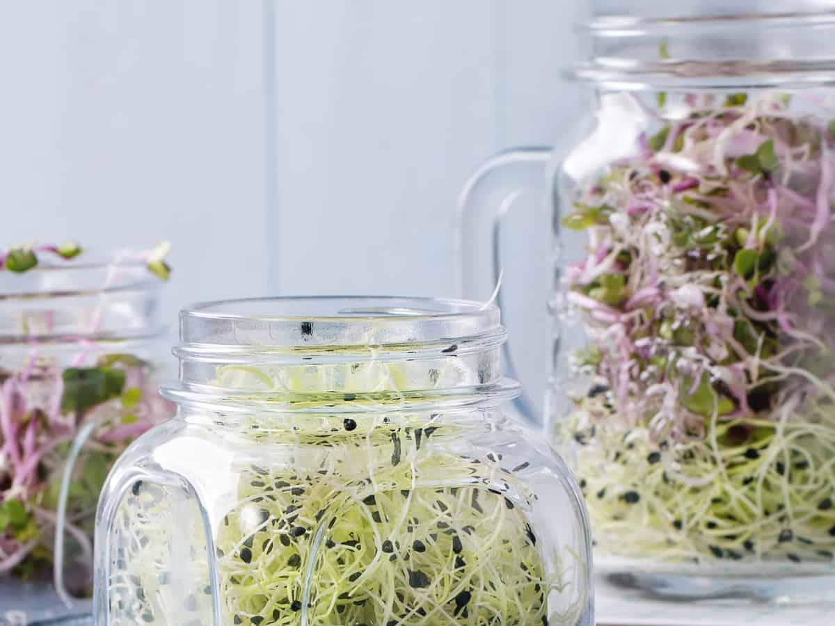 sprouts grow easily in jars