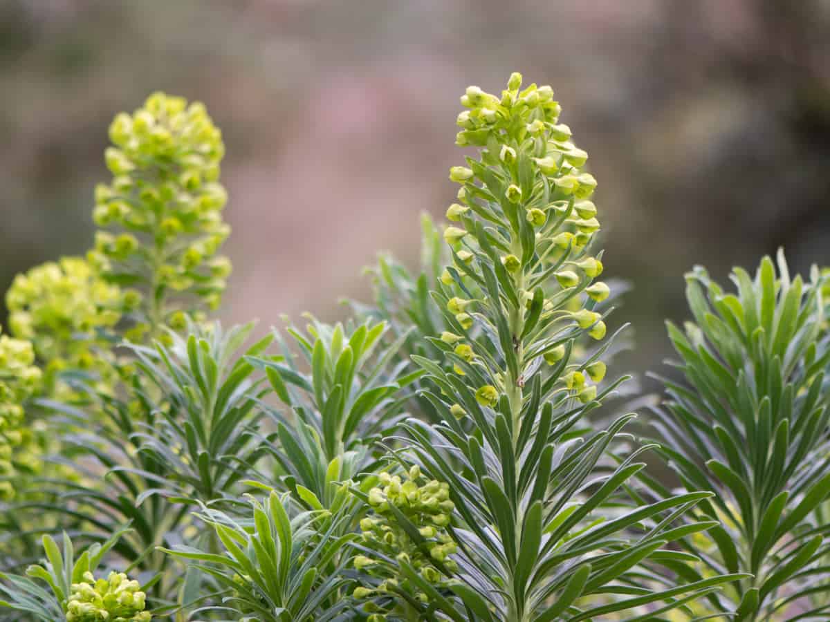 spurge is a robust and easy-care plant