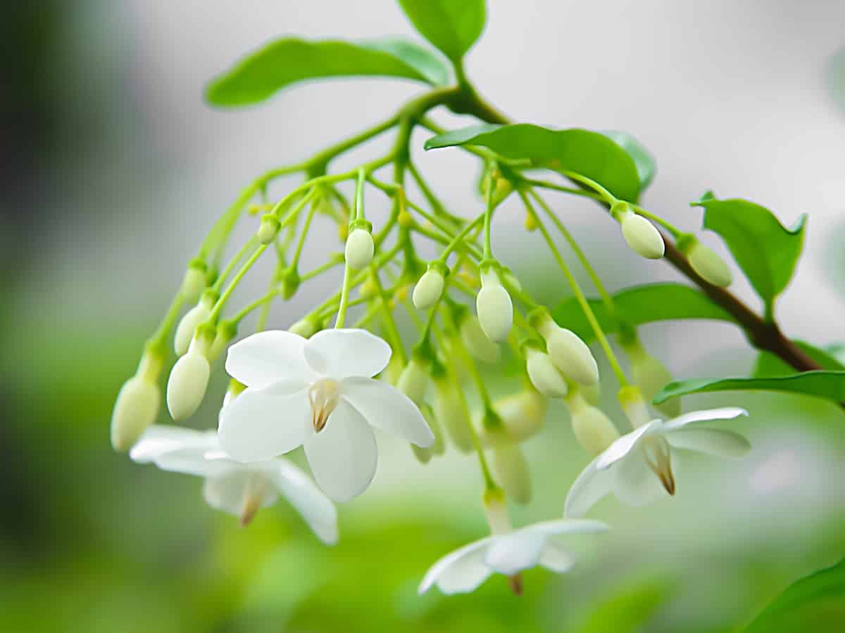 star jasmine is a strongly-fragrant plant
