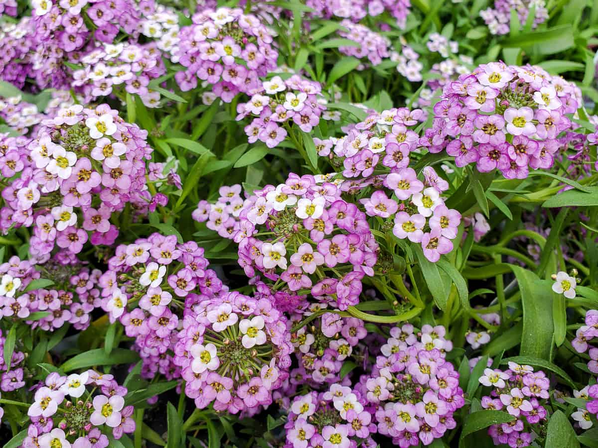 sweet alyssum is an excellent ground cover plant outdoors