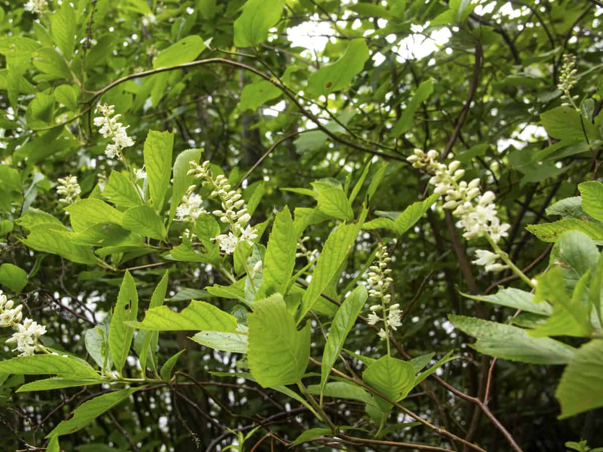 sweet pepperbush attracts pollinators