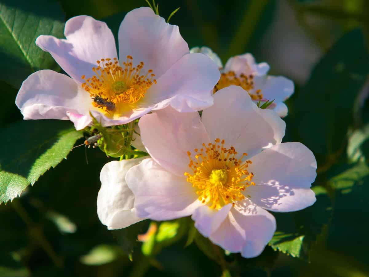 the sweetbrier rosebush produces delicious rose hips for tea