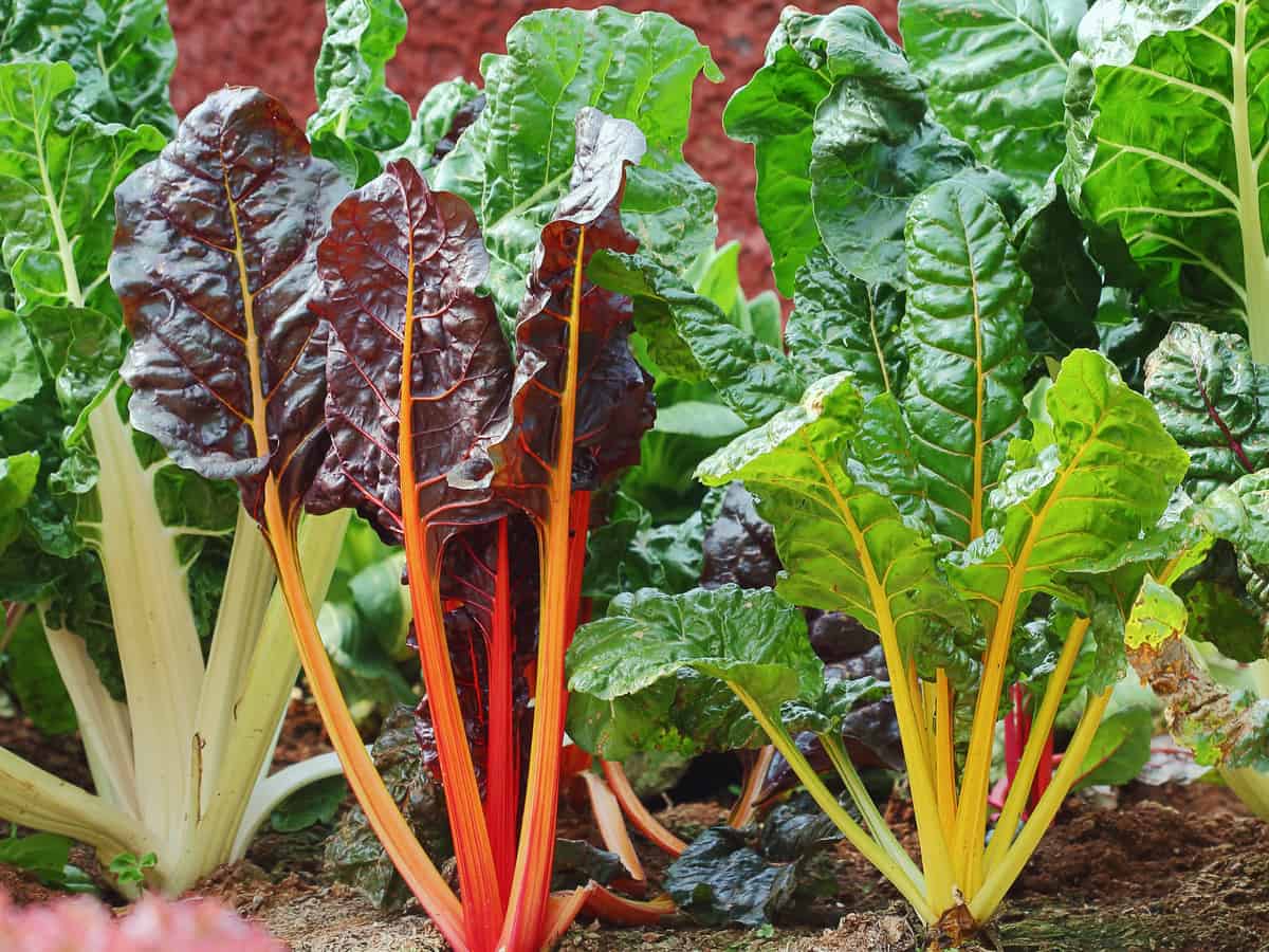 Swiss chard needs full sun to grow indoors or out