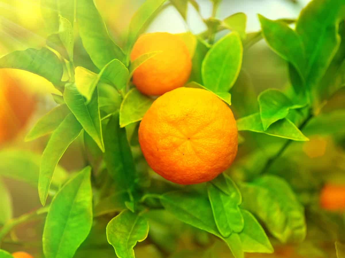 the tangerine tree is best suited for gardens in hot climates