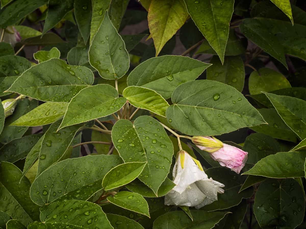 the Texas ebony is an evergreen that offers welcome shade in hot, dry climates