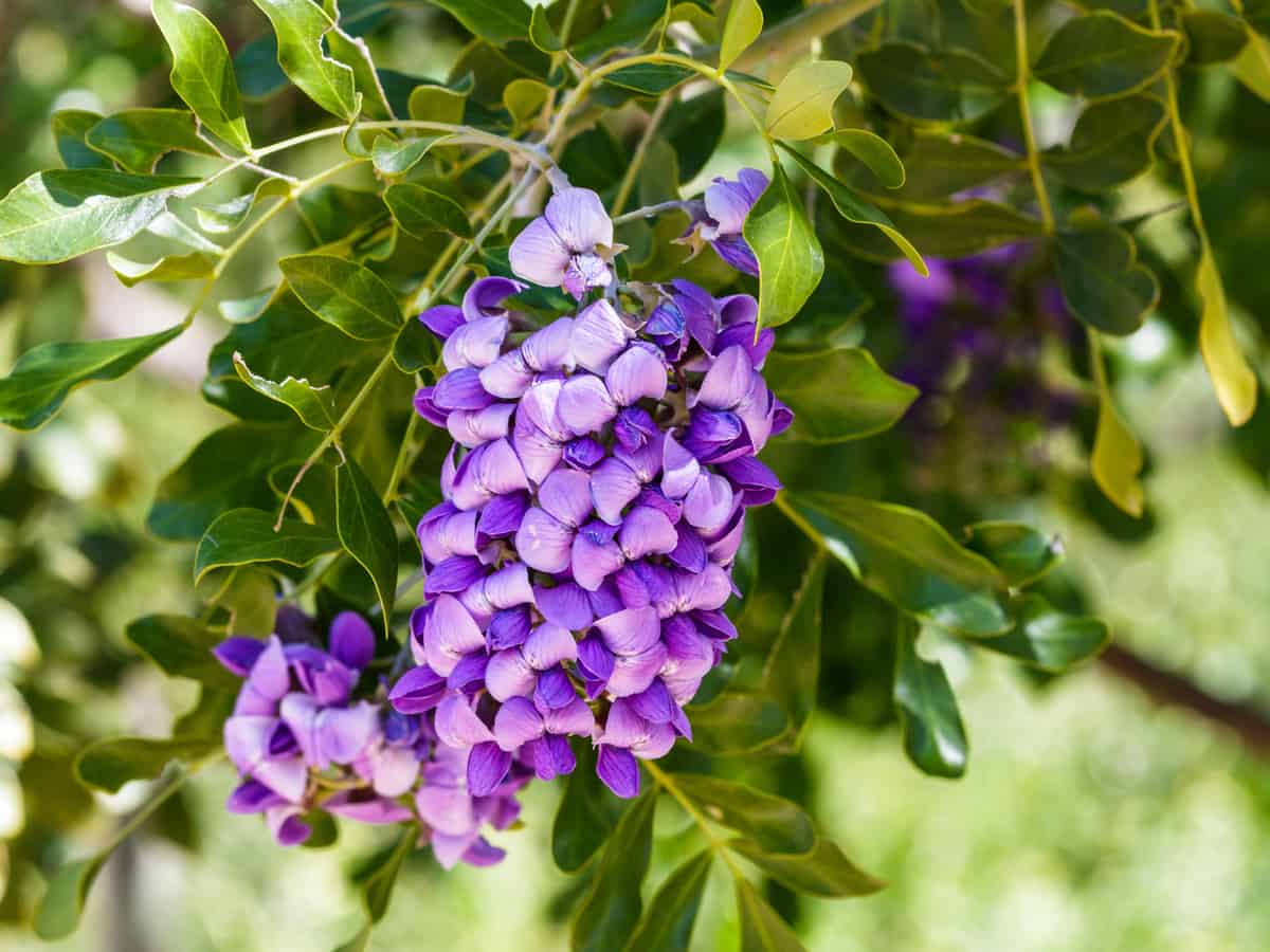 the Texas mountain laurel loves the heat and has beautiful purple blooms