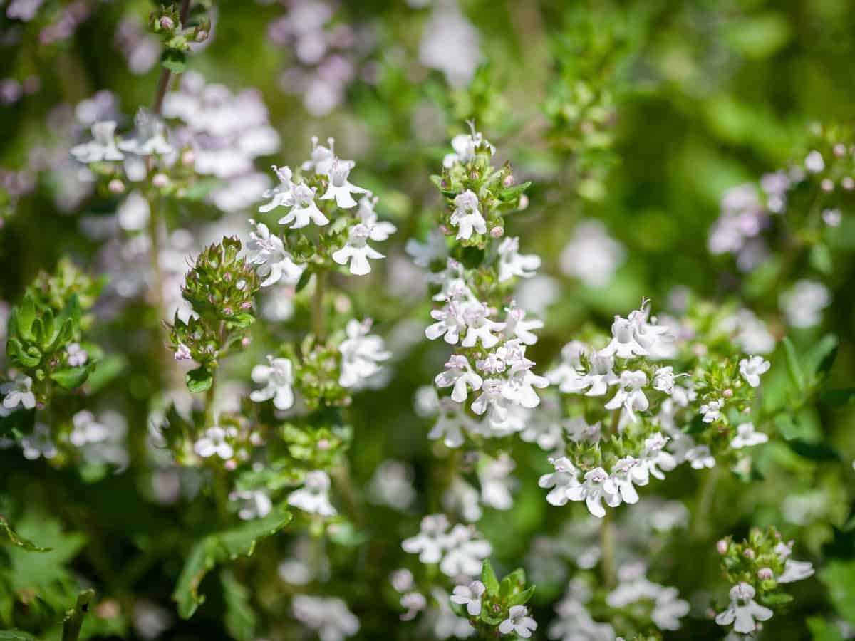 thyme is a perennial that thrives on neglect