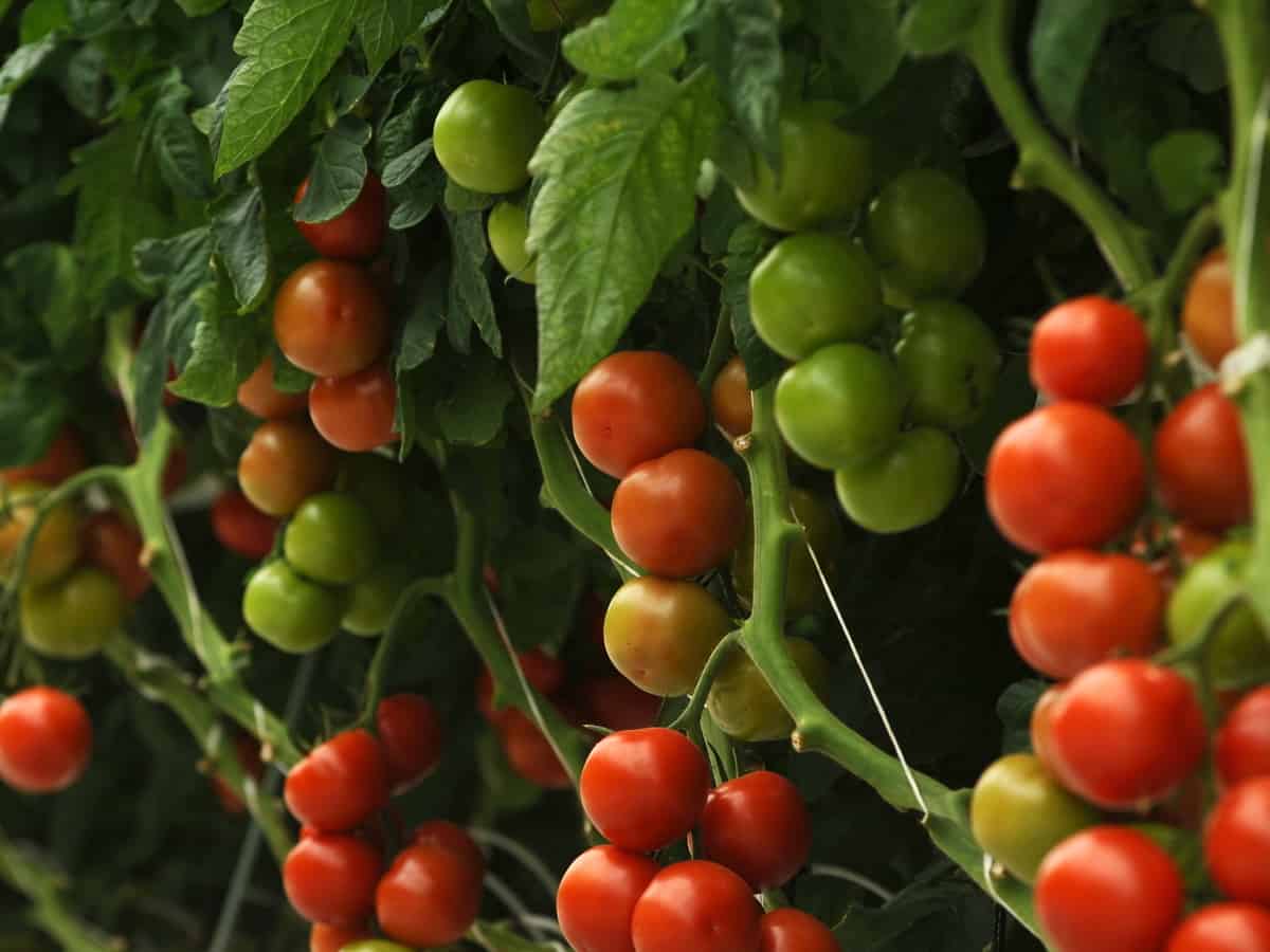 the tomato is an easy vegetable to grow indoors