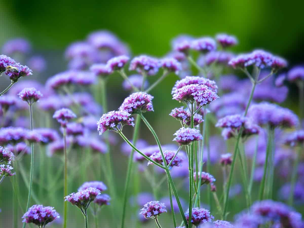 verbena makes an excellent ground cover