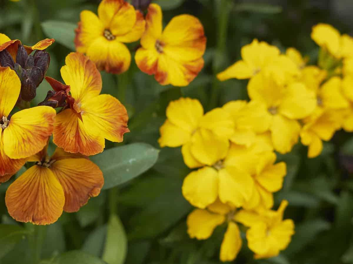 wallflowers are short-lived perennials that need little water