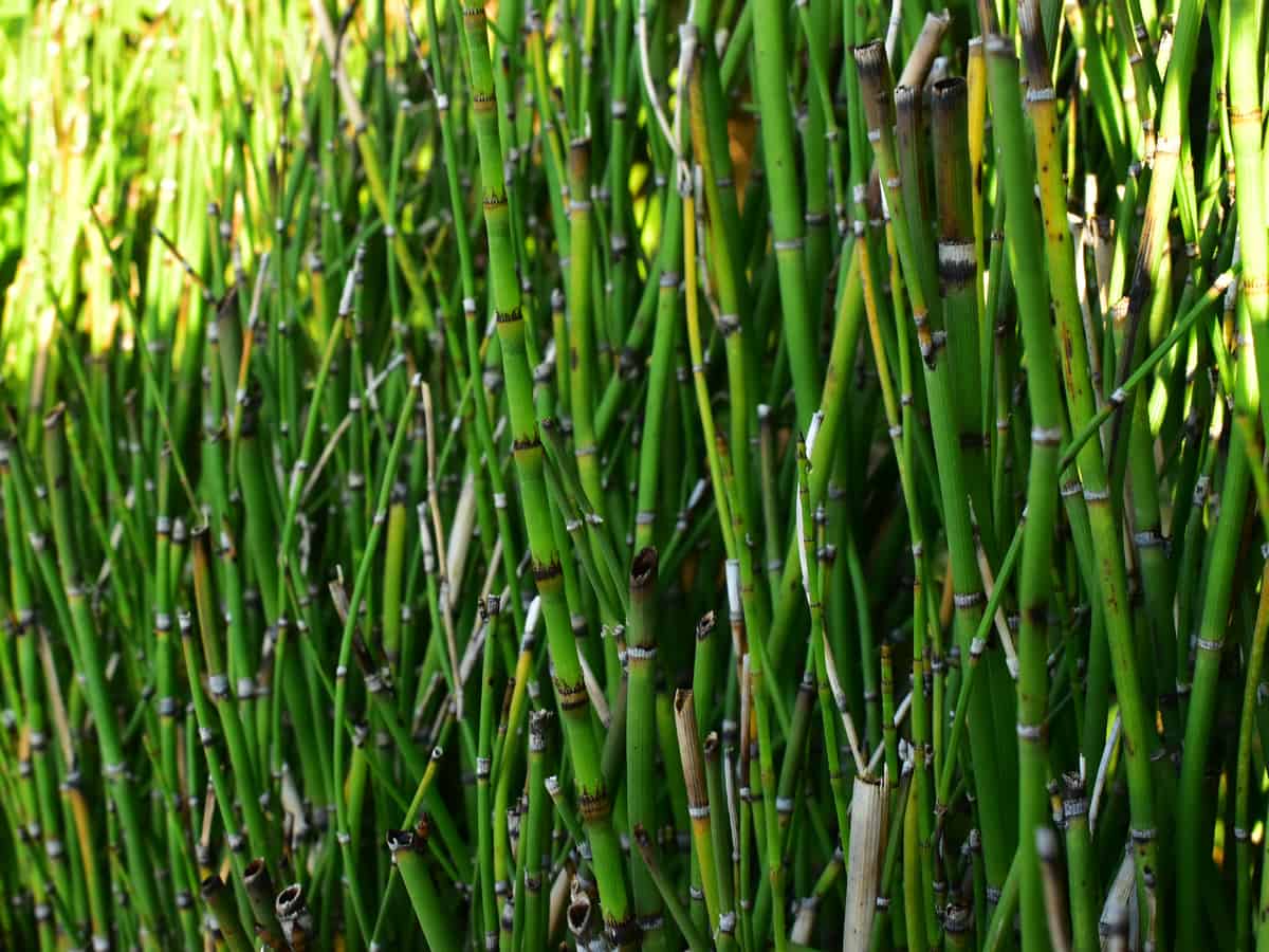 water bamboo is a hardy plant