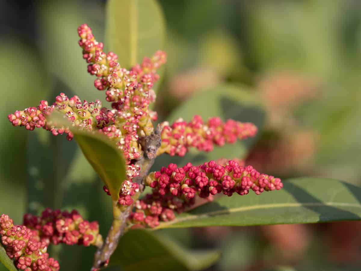 wax myrtle is an aromatic hedge plant