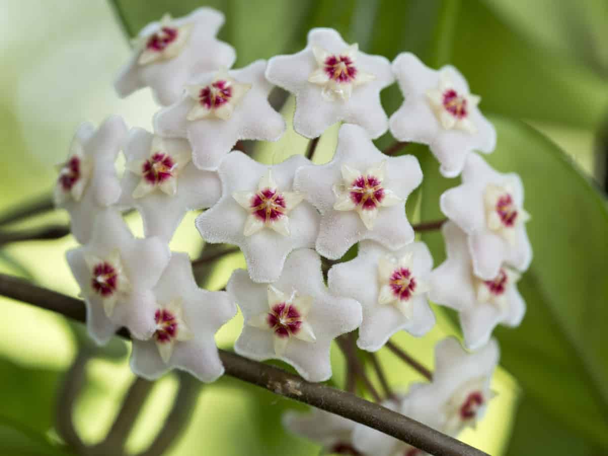 the scent-sational wax plant smells like chocolate