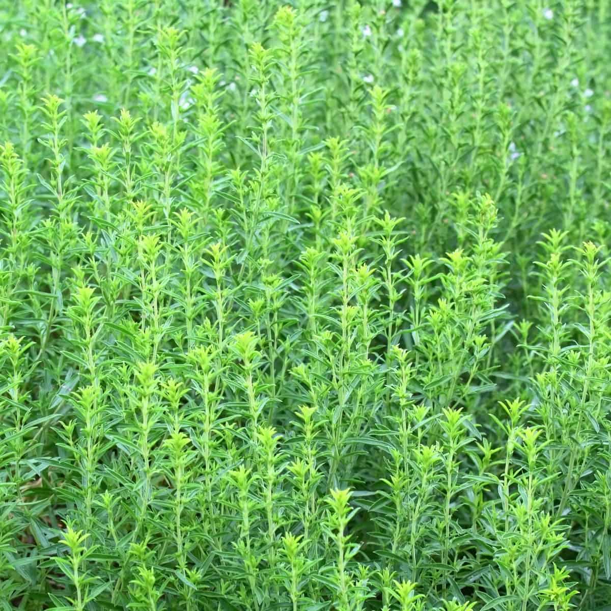 winter savory is a perennial herb that can be used like salt and pepper