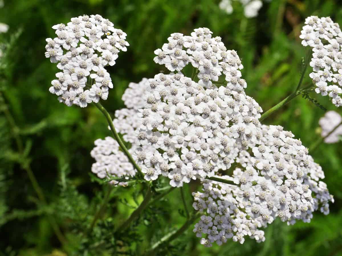 yarrow prefers hot, dry conditions