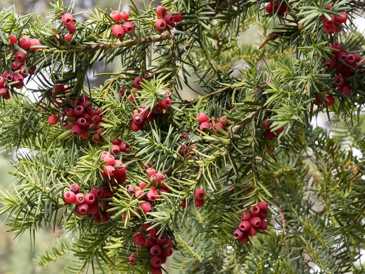 the yew provides an evergreen border to the shade in your yard