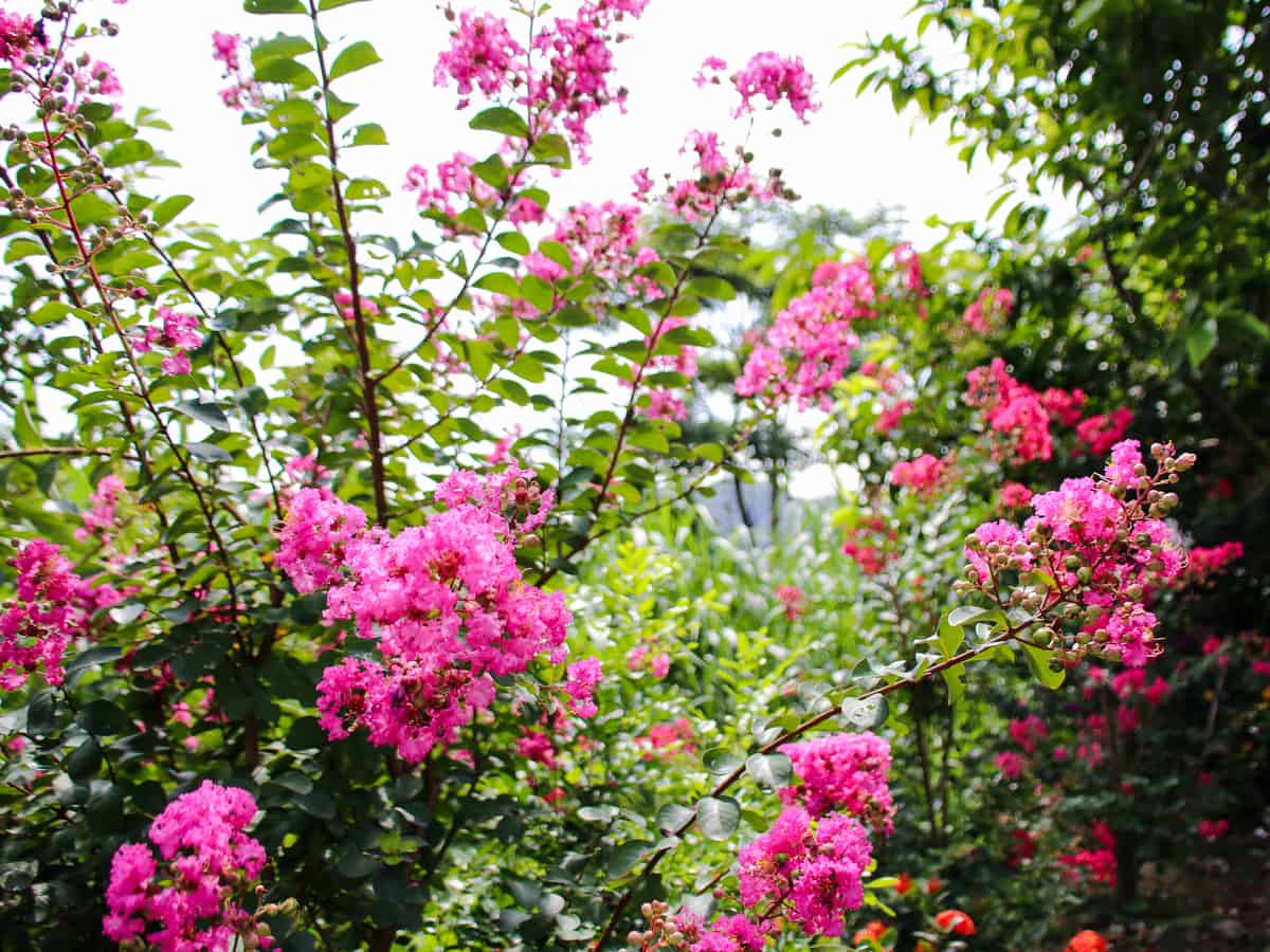 the Zuni crape myrtle is a versatile small plant for hot climates