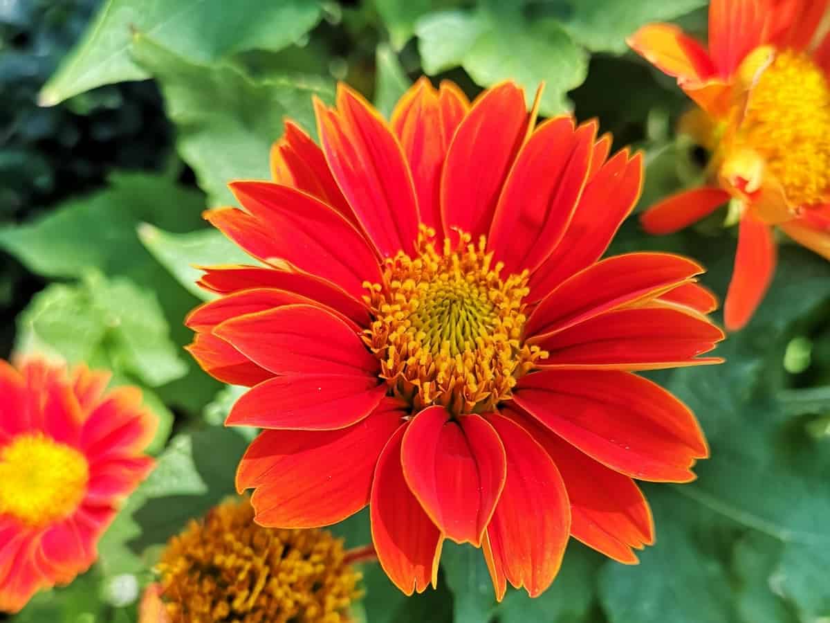 African daisies have exotic flower petals