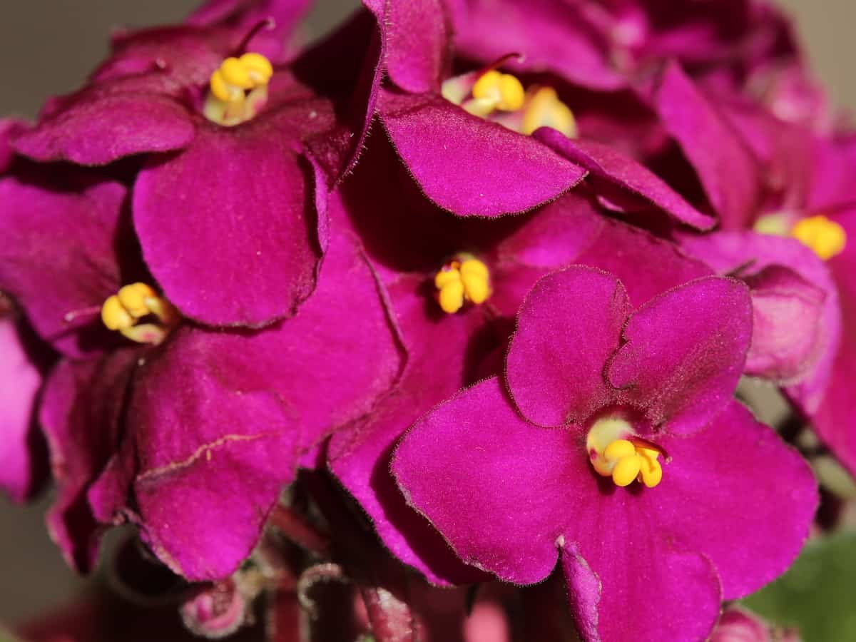 the African violet is one of the most beautiful indoor flowering plants