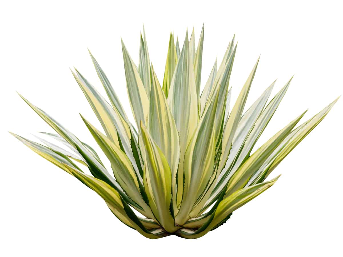 agave is an easy to grow shrub