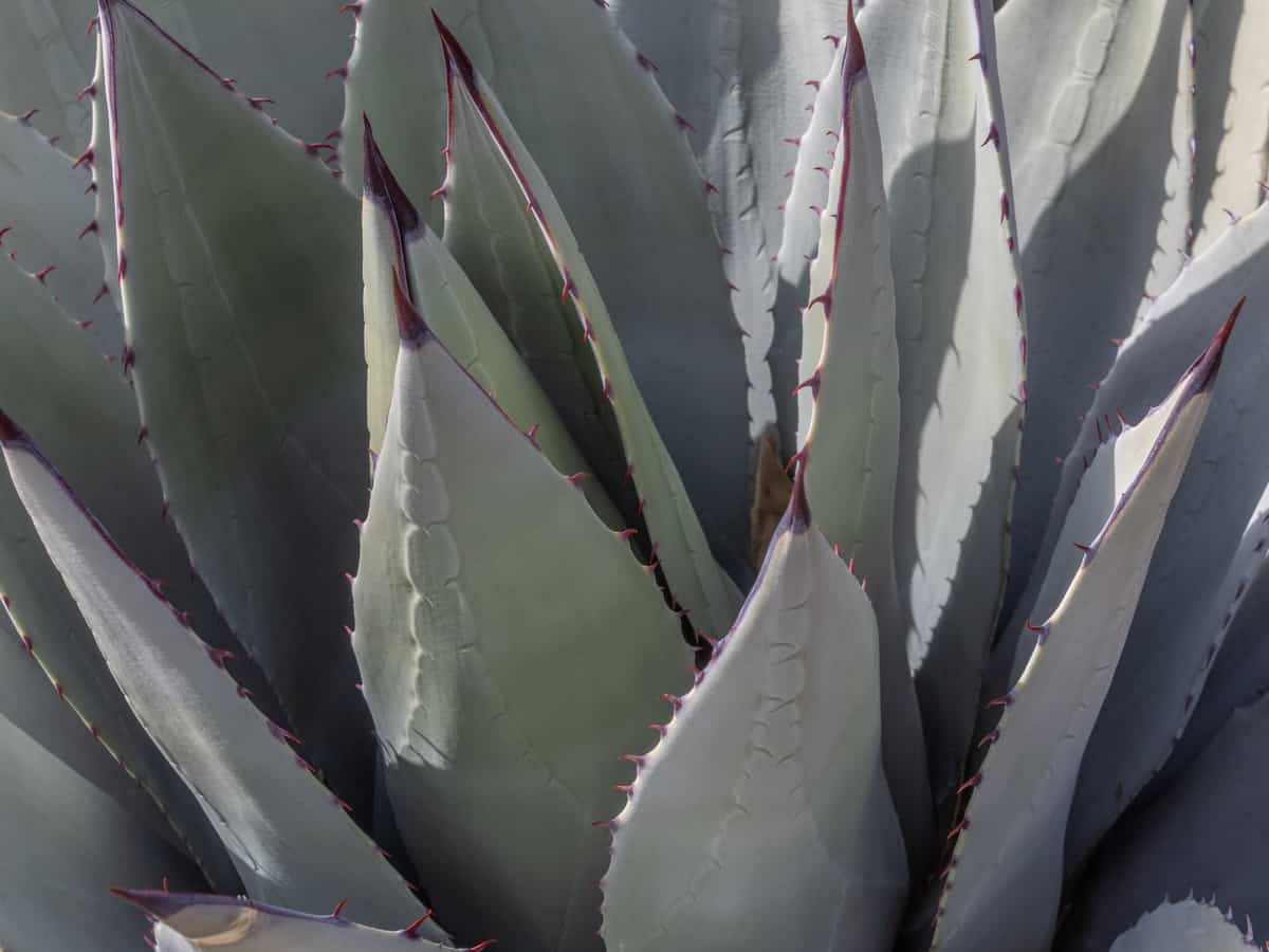 defend your home with the sharp points of the American century plant