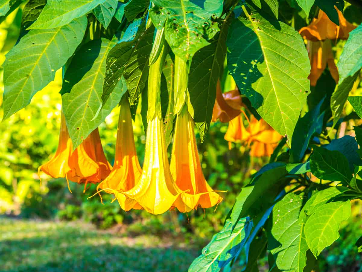 angel's trumpets are flowers that need a lot of water