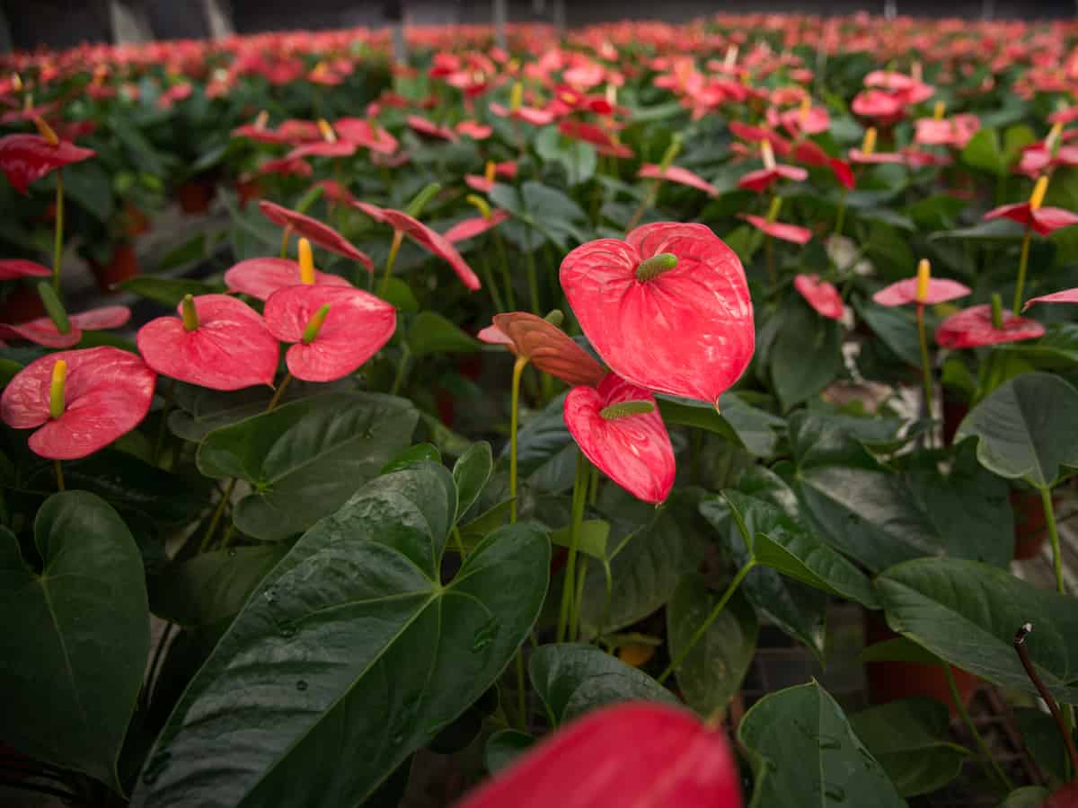 the flowers and leaves of the anthurium are heart-shaped