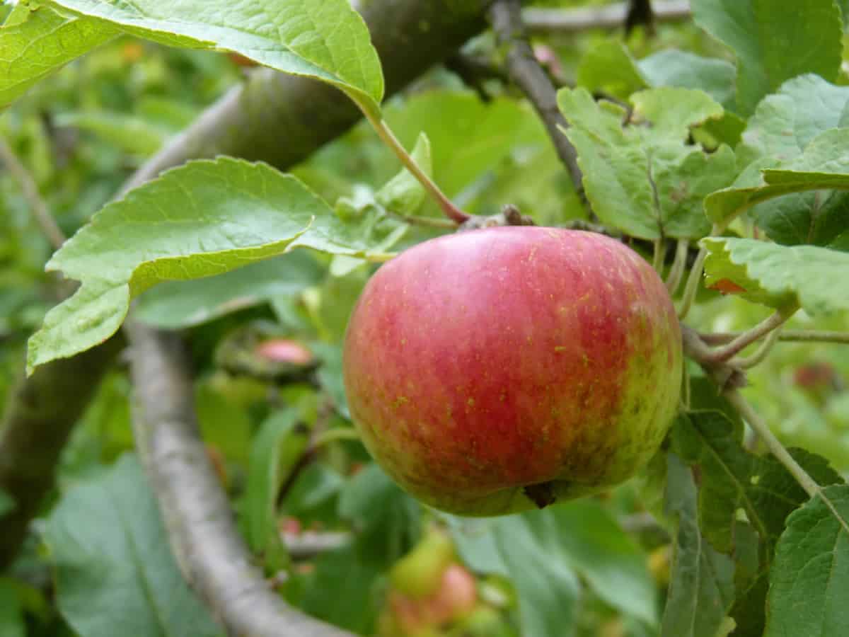 apple trees grown from dwarf rootstock fit in pots