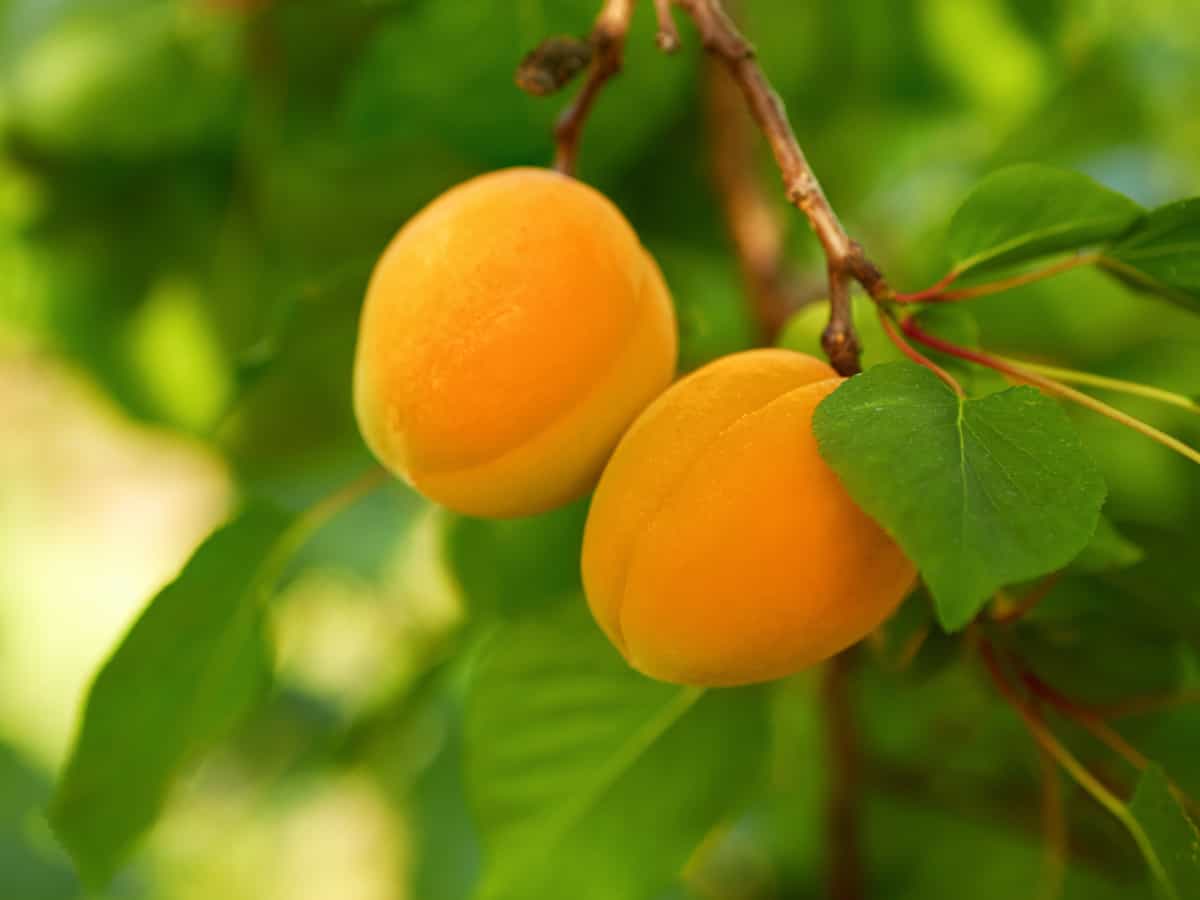 apricot trees require little pruning