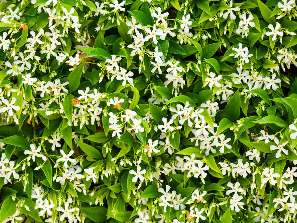 Asian jasmine is a flowering plant for the garden