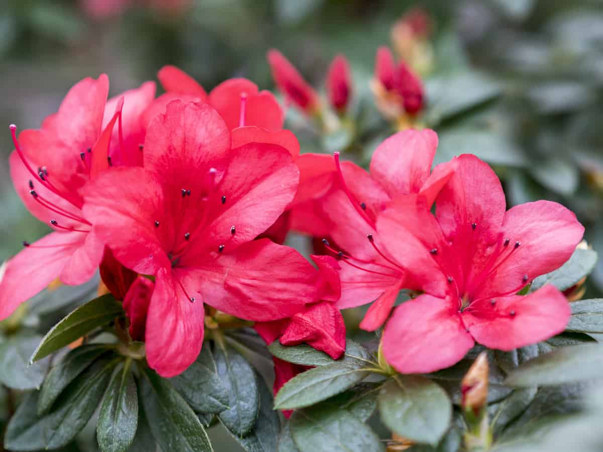 the azalea requires acidic soil to thrive