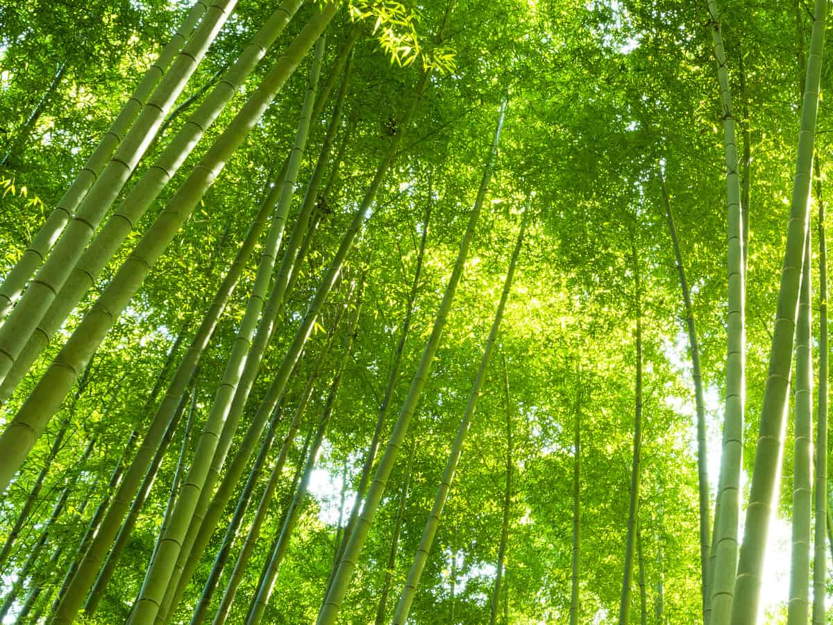 the bamboo plant is eco-friendly although sometimes invasive