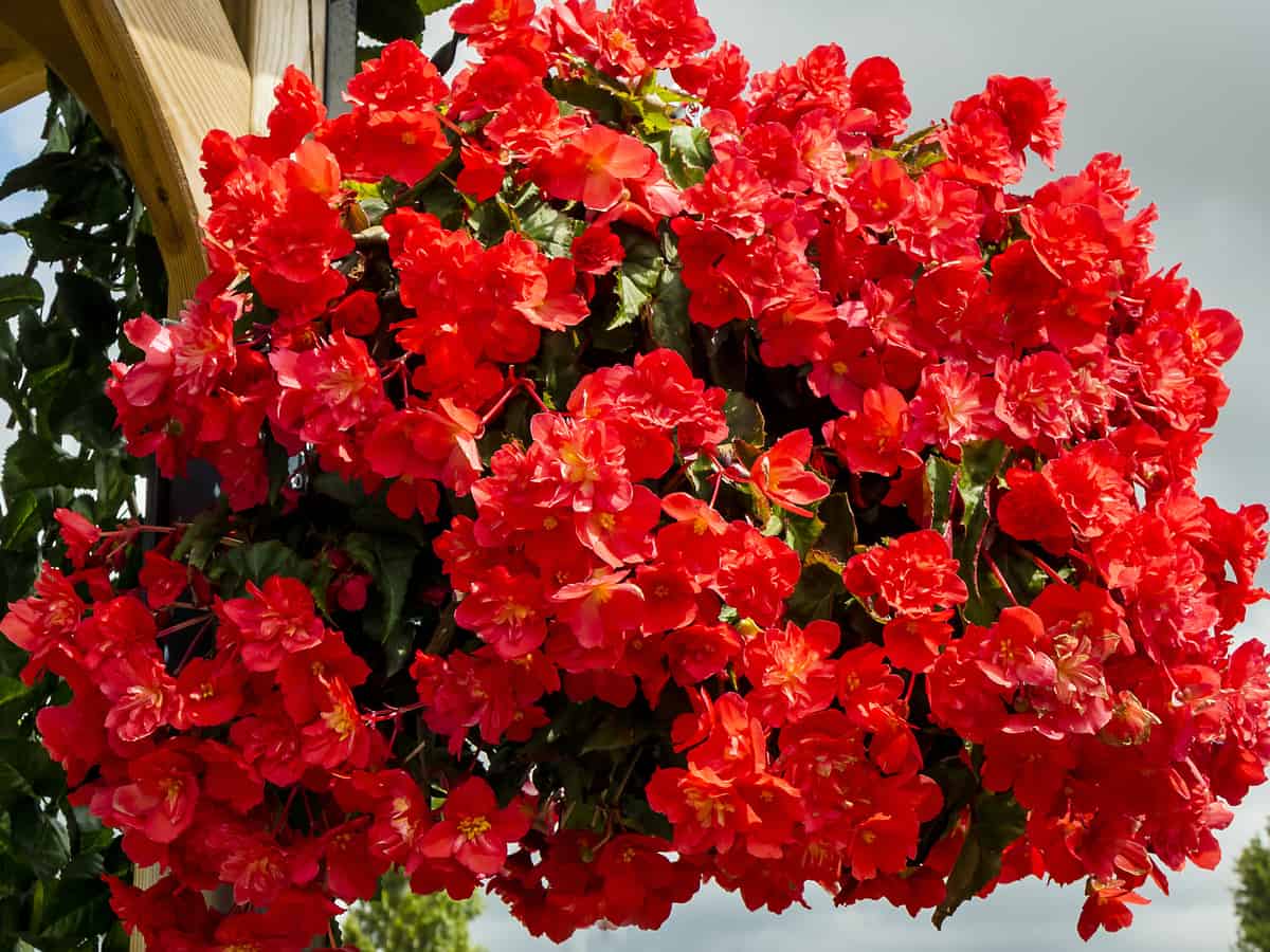 the begonia is a popular hanging flower