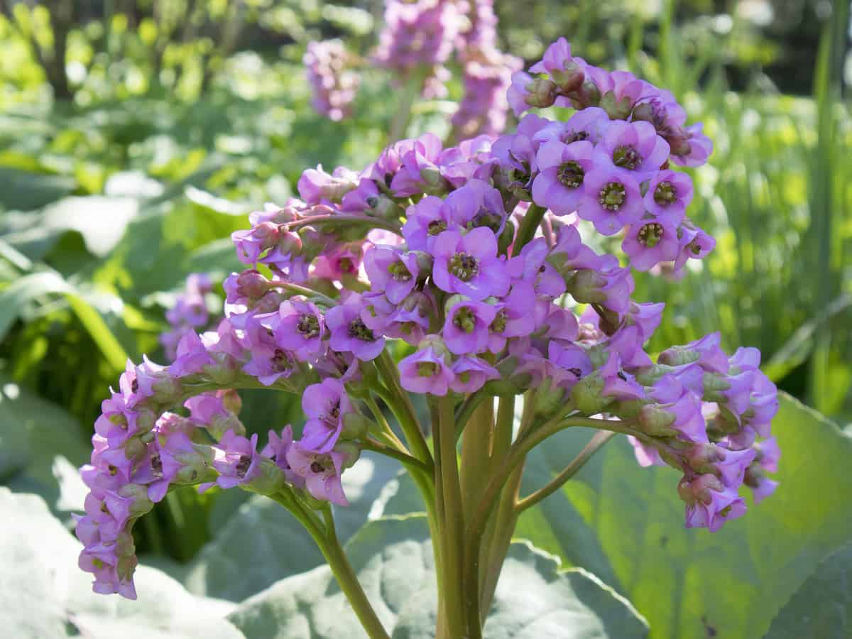 bergenia is a shrub that is easy to grow in a pot