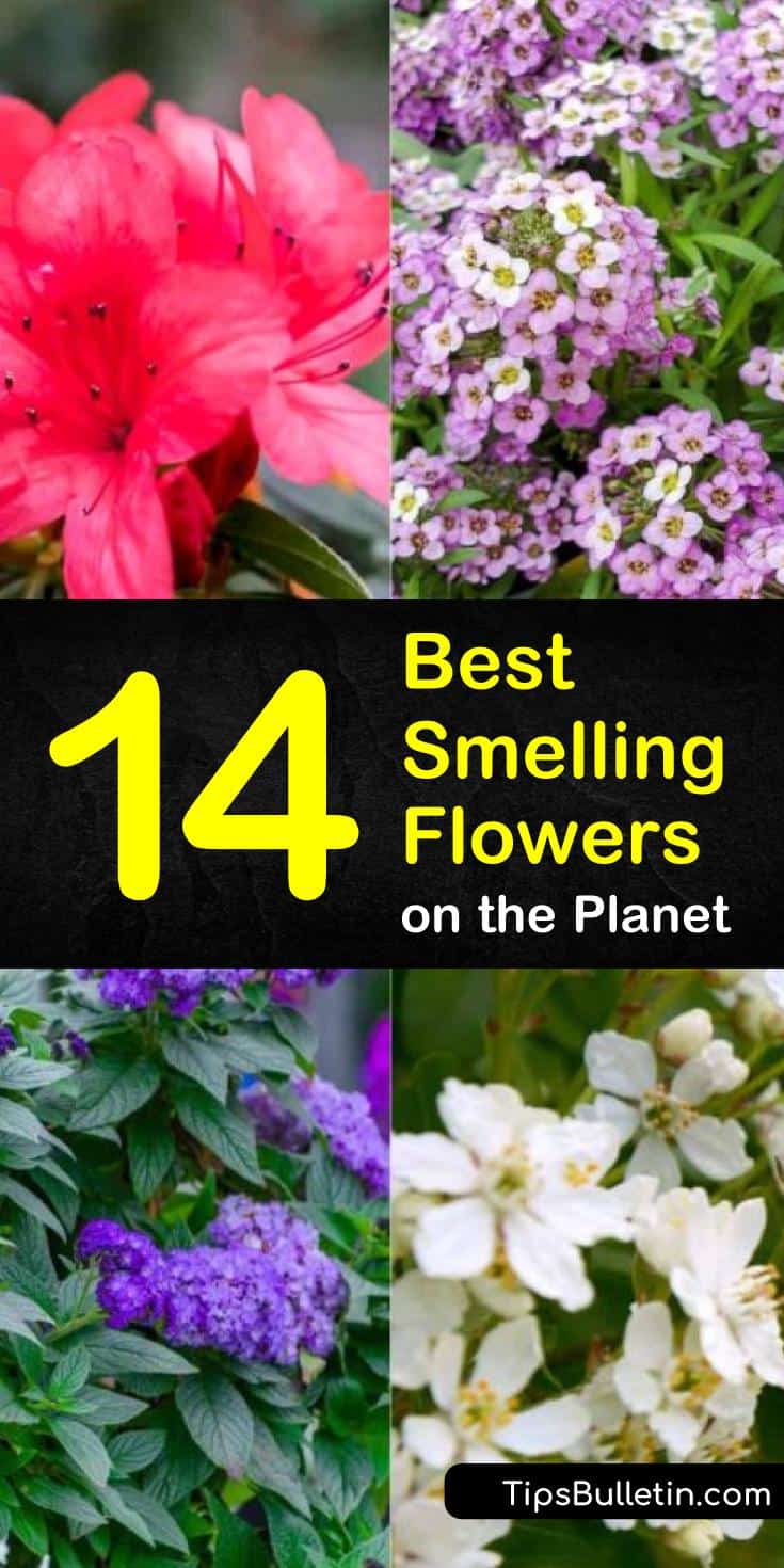 14 of the Best Smelling Flowers on the Planet