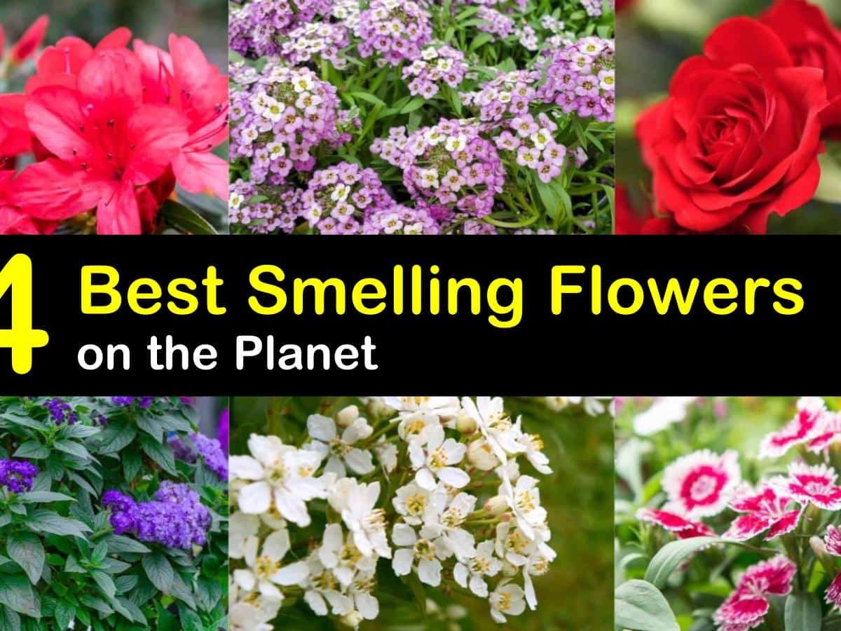 20 of the Best Smelling Flowers on the Planet