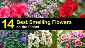 best smelling flowers titleimg1